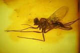 Detailed Fossil Fly (Diptera) In Baltic Amber #142228-2